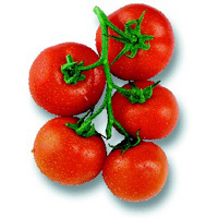 Tomates