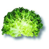 Chicorée frisée