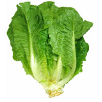 Laitue romaine