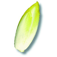 Endive (Chicorée Witloof)