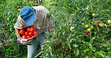 Vos Producteurs Vos Producteurs